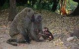 Ethiopia - Mago National Park - Baboons - 11